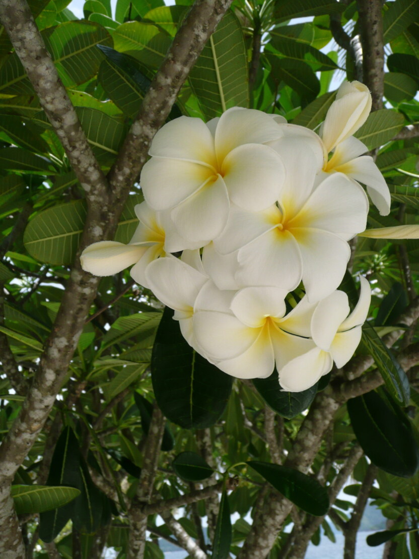 P1060315