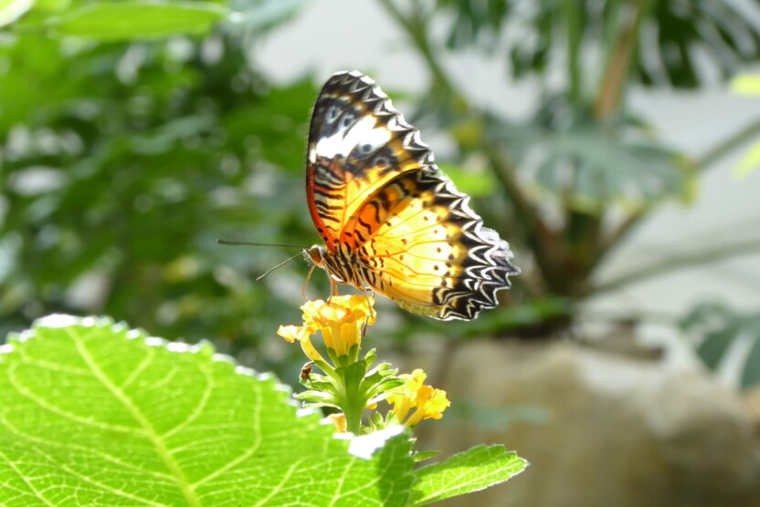 P1060429